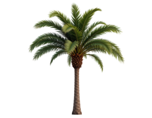 Lush Green Palm Tree with Thick Trunk and Vibrant Fronds