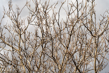 Bare tree branches stretch against a cloudy sky, symbolizing seasonal change and nature's resilience, ideal for topics on nature, seasonal landscapes, ecology, and outdoor environments