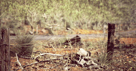 A desolate landscape shows weathered wooden posts and barbed wire stretching across the dry earth. Sparse vegetation clings to life in this arid environment under a clear sky.