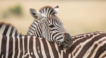 Naklejka premium Close Up Portrait of Two Zebras Nuzzling in the Savanna