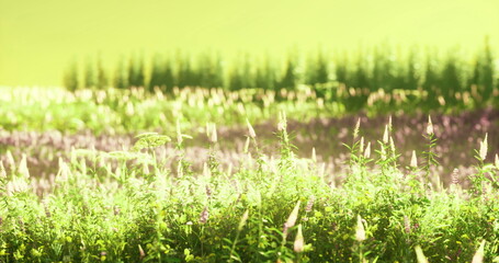 A vast field of wildflowers is alive with color, showcasing delicate petals and lush green surroundings. The sun paints a warm glow over this serene landscape, highlighting natures beauty.