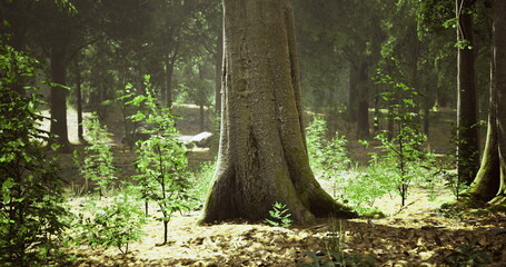 Soft sunlight shines through tall trees, illuminating young plants on the forest floor, creating a peaceful and inviting atmosphere during early morning hours.
