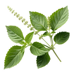 Holy basil (kaprao) PNG cutouts (transparent)
