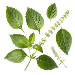 Holy basil (kaprao) PNG cutouts (transparent)