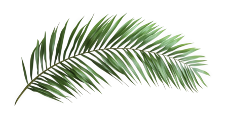 Isolated on transparent background, a vibrant green palm frond gracefully arches, its delicate leaflets creating a tropical ambiance, perfect for adding a touch of nature