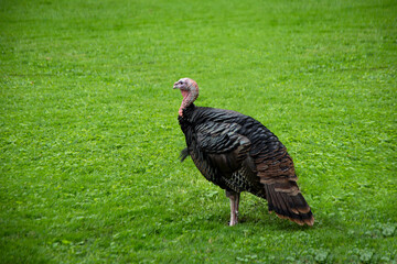 A large wild turkey in the green field
