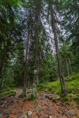 Forest trail in Apuseni Romania