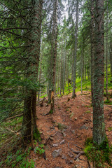 Forest trail in Apuseni Romania