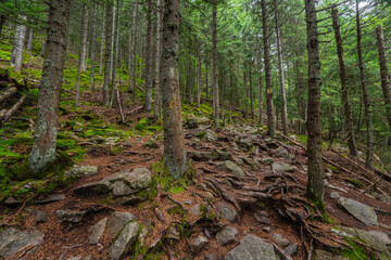 Root covered forest trail Romania