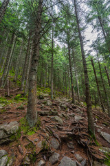Obraz premium Root covered forest trail Romania
