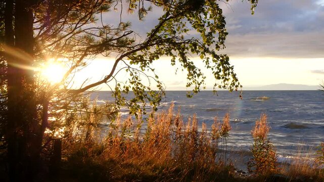 A beautiful sunset on the shore of Lake Baikal. The setting sun sparkles through the foliage of the trees on the shore, illuminating the incoming waves.