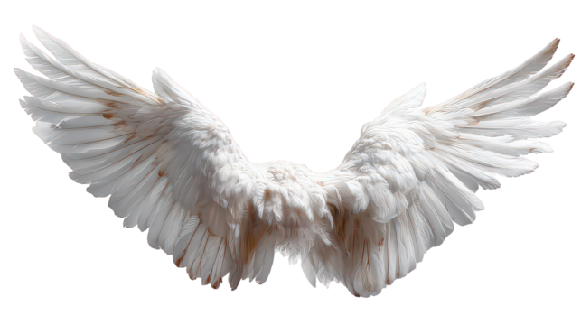 White Angelic Wings Spread on Black Background