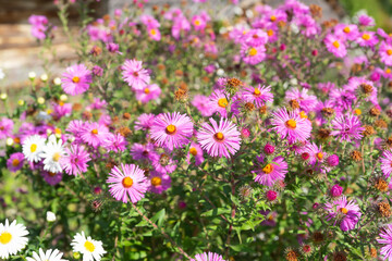 Obraz premium Vibrant flowers bloom in a rural field under the warm sun during springtime