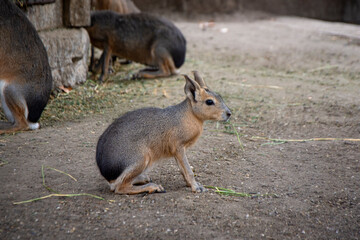 Mara - cute large rodent, guinea pigs close relative