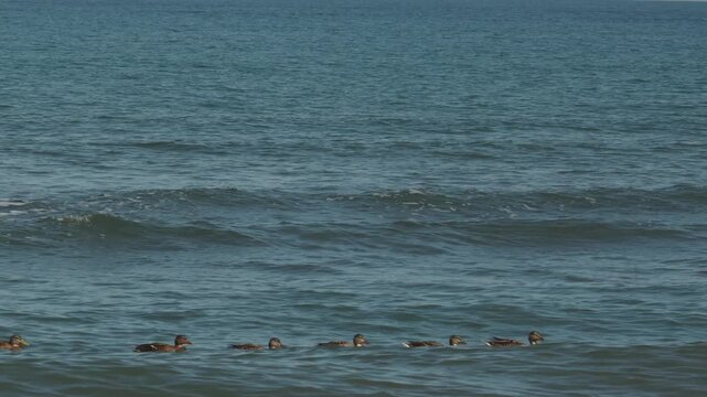 海を泳ぐカモの波乗り