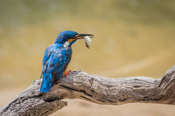 Common Kingfisher eating fish on a dead tree branch