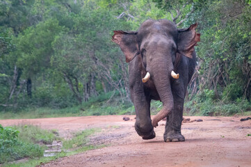 Majestic Sri Lankan Elephant Tusker running towards