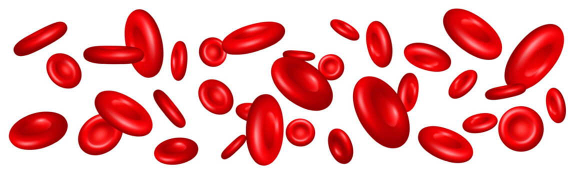 Realistic red blood cells flow through vein. 3D erythrocyte molecules. Hemoglobin microscopic particles. Bloody plasma. Circulatory system corpuscles vector stream on white background