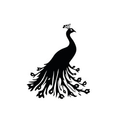 Fototapeta premium Elegant peacock vector illustration with intricate feather detail, a perfect design for a symbol of nature