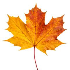 Golden fall maple leaf isolated on a white background with red, orange, and yellow autumn foliage