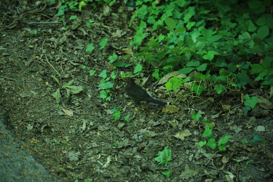 Eurasian blackbird foraging in leafy undergrowth