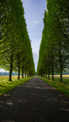 Fototapeta premium Long tree lined avenue leading to a distant bright sky