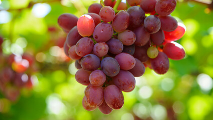 Ripe red grapes hanging on the vine in sunlight