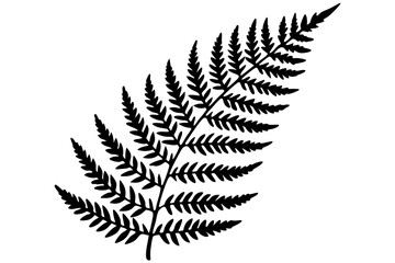 fern leaf isolated on white