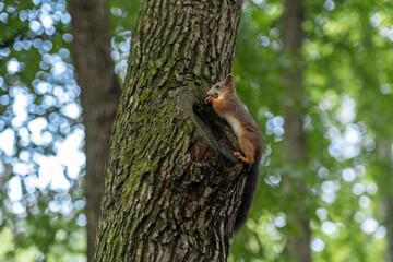 Obraz premium Squirrel Foraging on a Tree Trunk in a Lush Green Forest During Daytime Exploring Nature