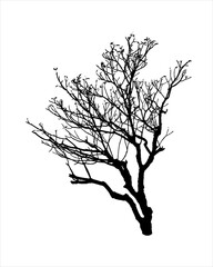 Bare tree silhouette Isolated on white background