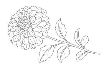 Detailed line drawing of a dahlia flower with stem and leaves