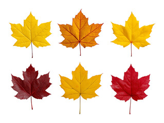 Set of diverse yellow, orange, and red autumn maple leaves on a transparent background, isolated PNG elements.