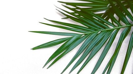 green palm leaf on white sand long striking pattern. contrast between leaf deep green color soft sandy texture evokes tropical and natural minimalism