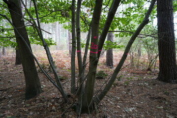 Scenic autumn woodland view in Strawberry Hill Heath, Mansfield, Nottinghamshire, England, capturing the natural beauty of the countryside.