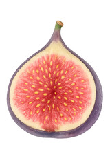Watercolor illustration of fig fruit cut open with purple skin and pink-red seeded flesh isolated on transparent background