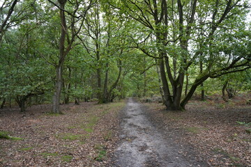 Tranquil woodland path at Strawberry Hill Heath, Mansfield, Nottinghamshire, England in early autumn.