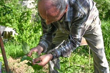 Obraz premium Elderly man inspects a lush herb plant in his garden, showcasing a deep appreciation for gardening