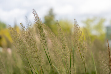 Fototapeta premium A cluster of pale grasses sways gently, their seed heads forming feathery shapes. Soft focus creates a dreamy and calm natural atmosphere.
