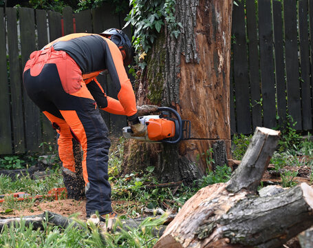 Arborist with chainsaw cutting large tree  trunk