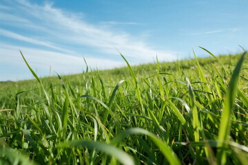 Obraz premium Vibrant Green Grass Under a Clear Blue Sky with Soft Clouds