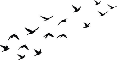 Silhouette of birds in flight, flock of birds flying, migratory birds, wildlife photography, nature scene, avian migration, freedom, sky background