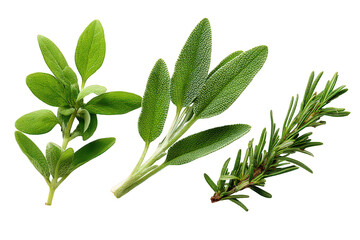 Obraz premium Fresh Herbs Display