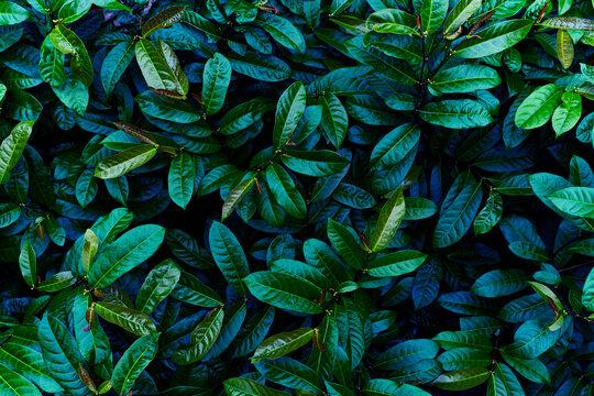 green leaf, dark nature background