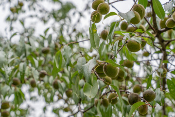 Clusters of green unripe peaches Prunus persica grow densely on tree branches. The image highlights early summer growth.
