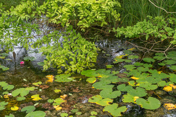 Green and yellow lily pads Nymphaea float on water, with a pink water lily bud emerging. Branches hang over the pond.