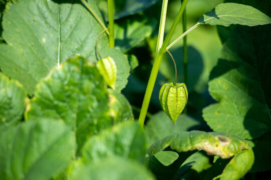 A single, heart shaped gooseberry or ground cherry fruit