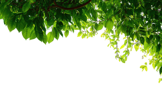Lush Green Leaves Corner Border on Black Background - Powered by Adobe
