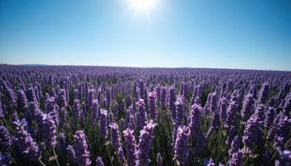 A vast field of blooming lavender flowers under a clear blue sky. The sun shines brightly, illuminating the vibrant purple hues of the plants.