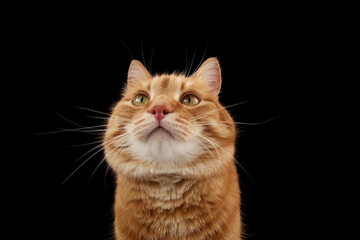 Obraz premium A ginger cat looks straight up with wide eyes against a plain black backdrop. The frame focuses tightly on the head and expression.