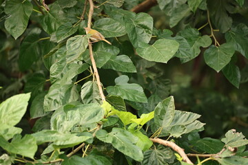 Obraz premium Small leaf warbler